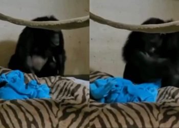 chimpanzé