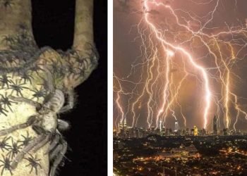 Araignées géantes, tempêtes de moustiques : 10 événements naturels impressionnants