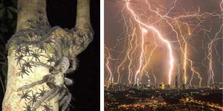 Araignées géantes, tempêtes de moustiques : 10 événements naturels impressionnants