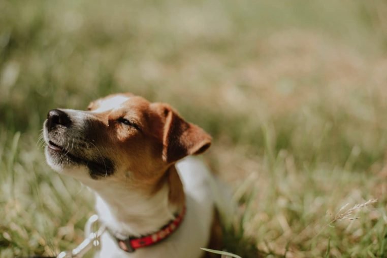 Cette femme a tué son chien avant de se promener en ville avec son corps dans les bras – Thebuzzly