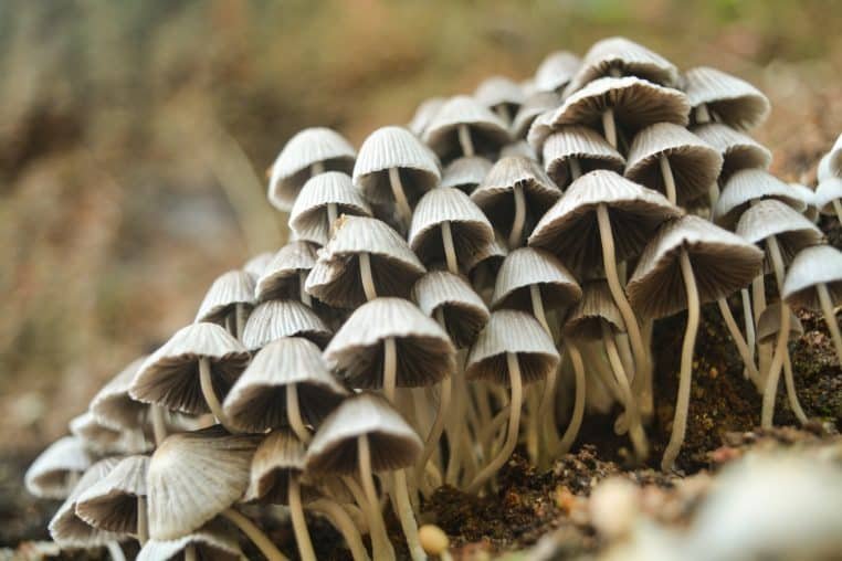 Des champignons « magiques » qui soignent la dépression ?  L'incroyable projet de l'Université d'Oxford