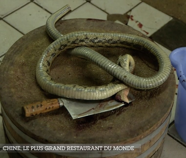 Diffusé sur TF1, un reportage sur un restaurant chinois dégoûte les internautes… – Thebuzzly'animaux sauvages