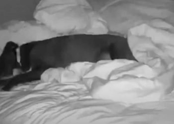 Elle dort avec son chien et ce qu'elle découvre sur la caméra de surveillance la laisse sans voix (vidéo)