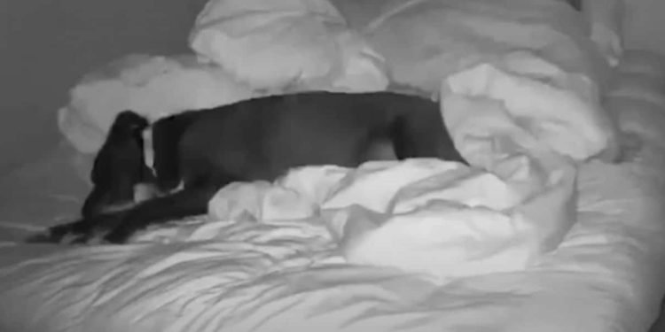 Elle dort avec son chien et ce qu'elle découvre sur la caméra de surveillance la laisse sans voix (vidéo) – Thebuzzly