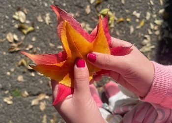 Joyeux Thanksgiving et promenade d'automne sous le soleil de Californie