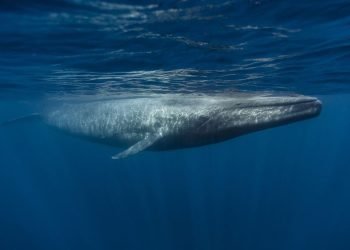 L'apport quotidien en microplastiques d'un rorqual bleu pèse autant qu'une personne de petite taille