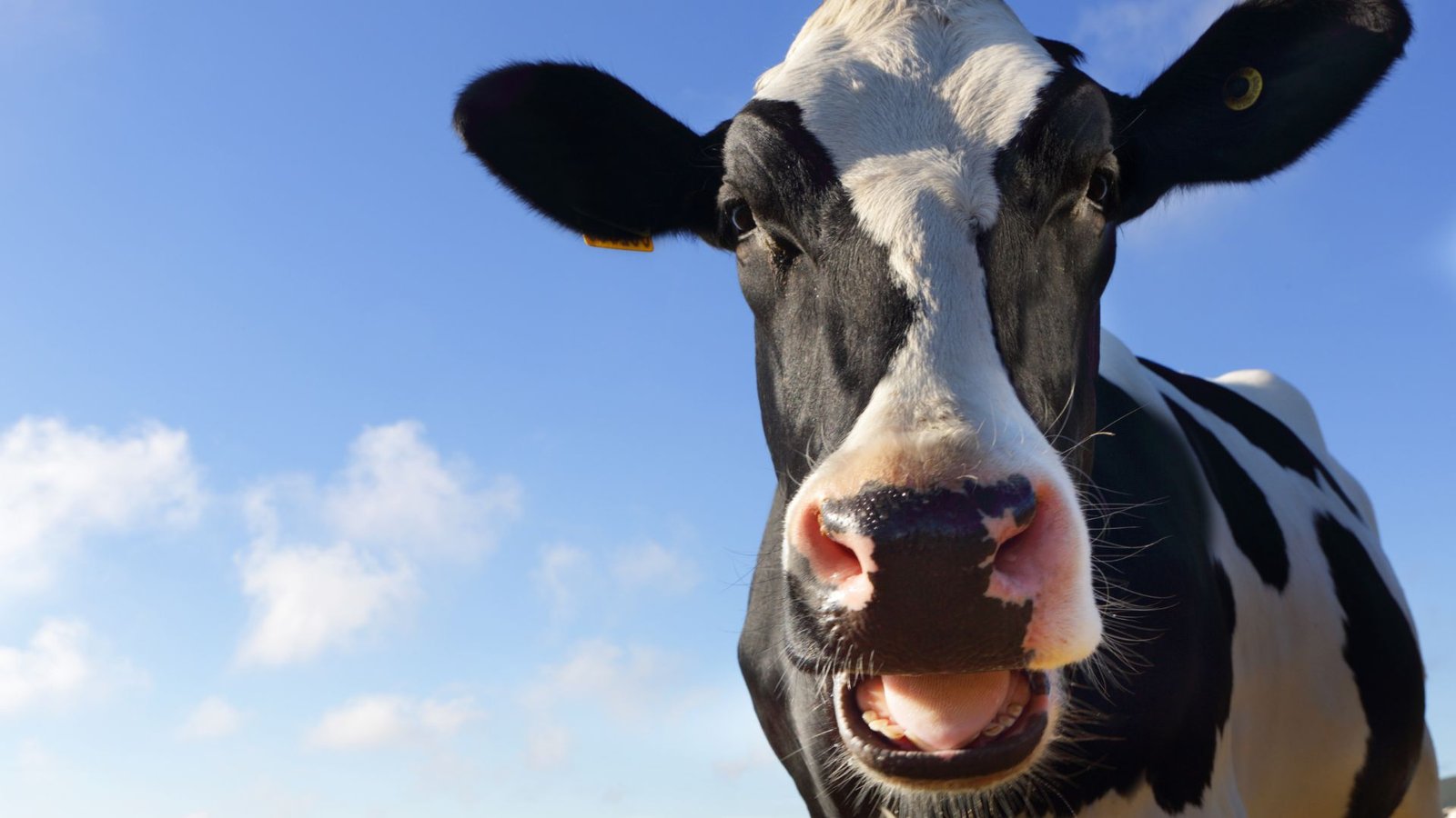 Les vaches nourries au chanvre agissent lapidées et produisent du lait contenant du THC