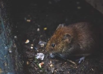 Les visiteurs de Center Parcs deviennent fous après une invasion de rats