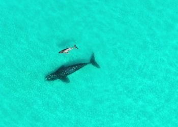 L'observation de baleines en Australie laisse entrevoir une adoption interspécifique "extrêmement inhabituelle"