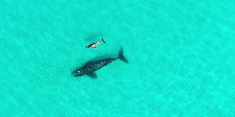 L'observation de baleines en Australie laisse entrevoir une adoption interspécifique "extrêmement inhabituelle" – Thebuzzly