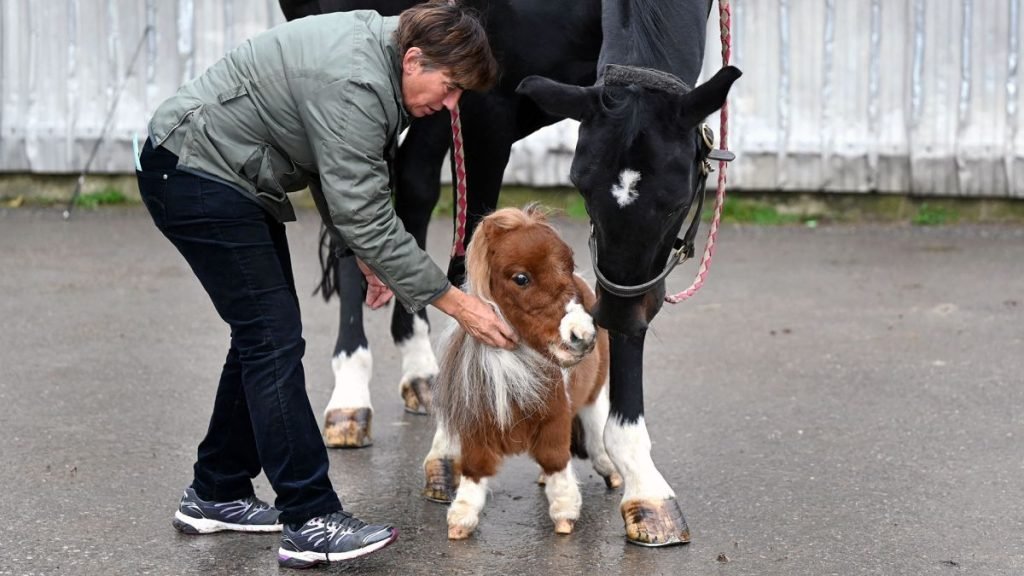 Poney De 20 Pouces A Gauche Doit Attendre Detre Couronne Poney de 20 pouces à gauche, doit attendre d'être couronné le plus petit cheval du monde