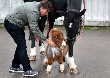 Poney de 20 pouces à gauche, doit attendre d'être couronné le plus petit cheval du monde