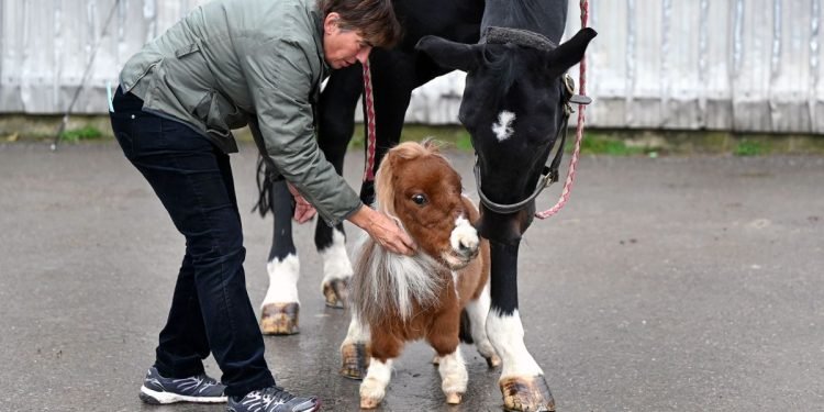 Poney de 20 pouces à gauche, doit attendre d'être couronné le plus petit cheval du monde – Thebuzzly