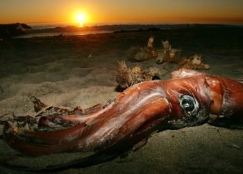 Quel est le plus gros calmar du monde ?