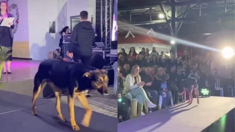 chien de concours de beauté