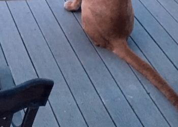 Un enfant croit voir un chien par la fenêtre, mais la réalité est tout autre (vidéo)