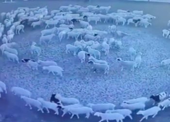 Un troupeau de moutons tourne en rond pendant 12 jours (vidéo)