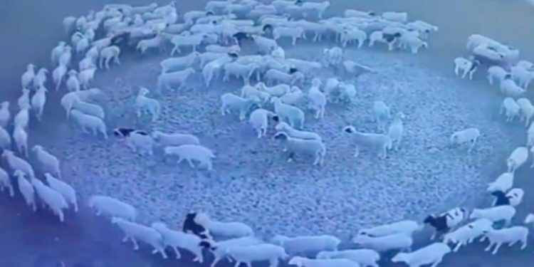 Un troupeau de moutons tourne en rond pendant 12 jours (vidéo)