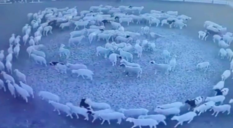 Un troupeau de moutons tourne en rond pendant 12 jours (vidéo) – Thebuzzly