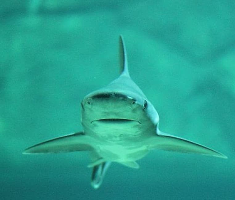 Une oasis de vie avec de nombreux requins découverts par des chercheurs britanniques ! – Thebuzzly'oasis des requins aux Maldives