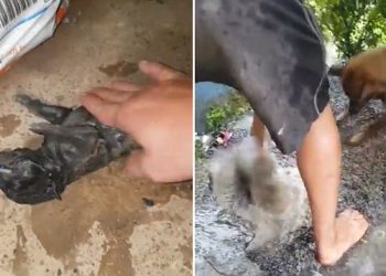 ce chien est prêt à tout pour sauver son bébé de la noyade (vidéo)