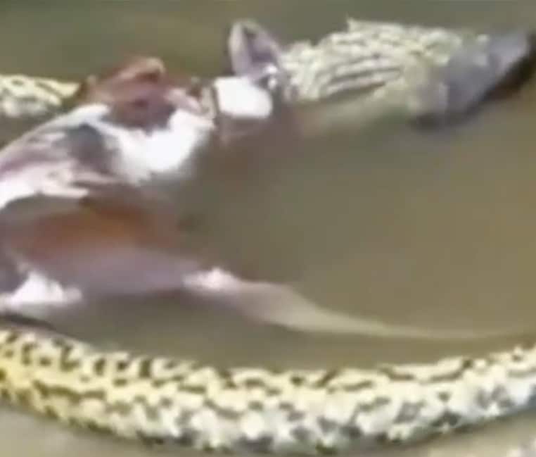 vidéo de mammifère proie anaconda vert