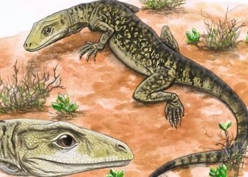 Un ancien lézard avec des dents comme des couteaux de boucher "recalibre tout le tralala" de l'évolution des reptiles