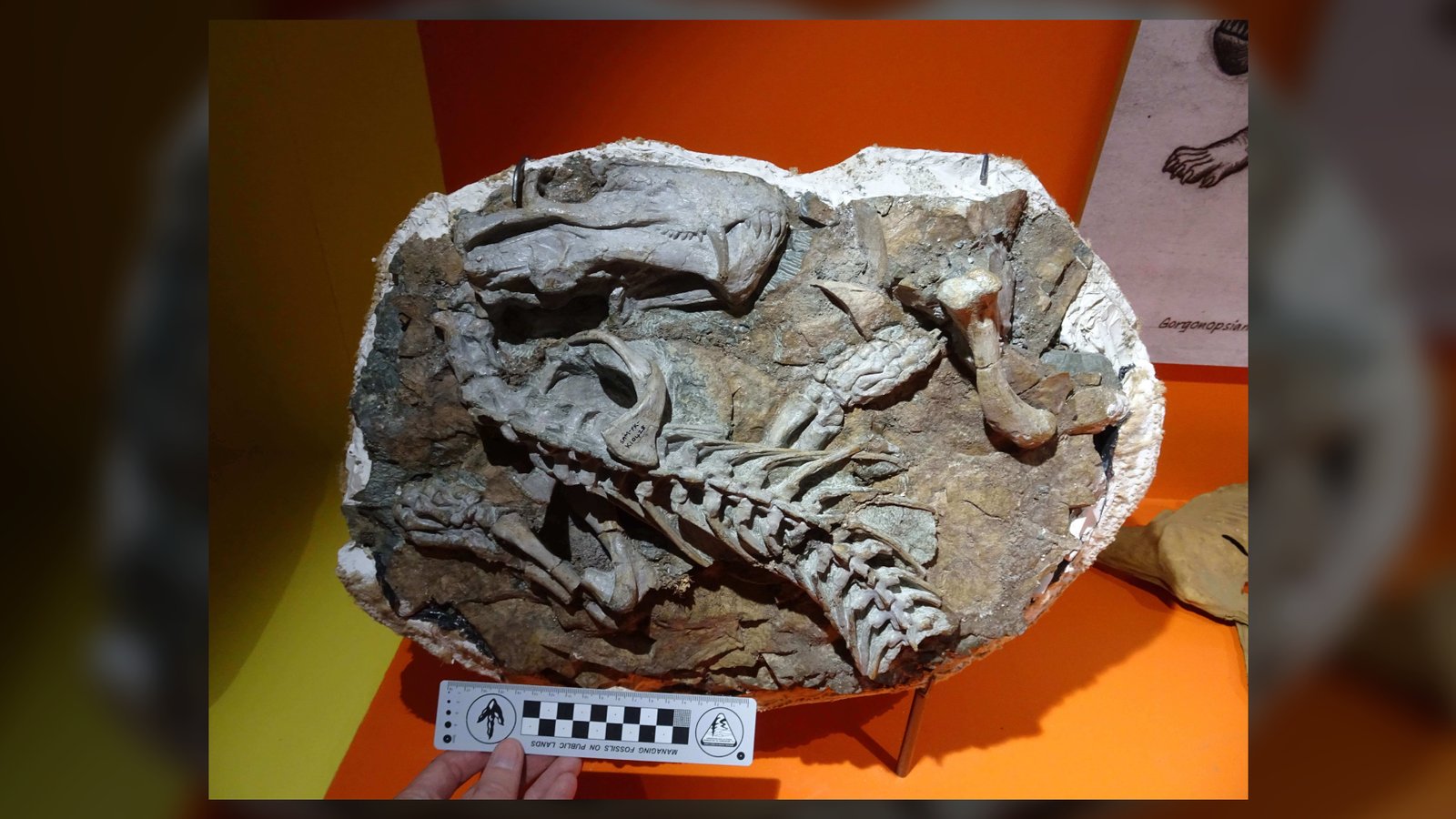 Les restes fossiles d'un gorgonopsien Cyonosaurus au Musée sud-africain d'Iziko à Cape Town, Afrique du Sud