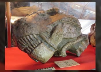 Des «gorgones» monstrueuses ont survécu à une extinction massive, mais elles étaient un «clade mort qui marche»