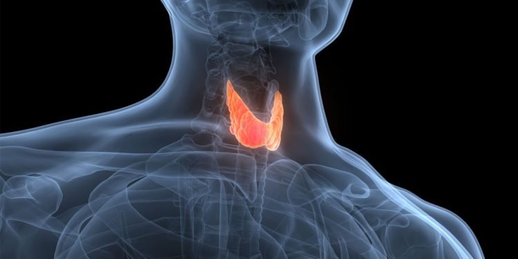 Hypothyroïdie (thyroïde sous-active) : causes, symptômes et traitement