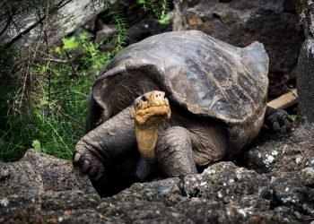 Trois jours de festivités pour la plus vieille tortue au monde (190 ans)