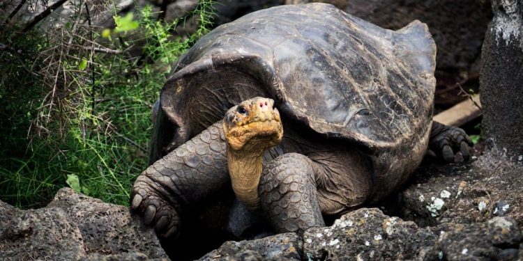 Trois jours de festivités pour la plus vieille tortue du monde qui fête ses... 190 ans ! – Thebuzzly