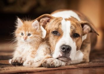 Pourquoi les chiens sont-ils si affectueux, contrairement aux chats ?