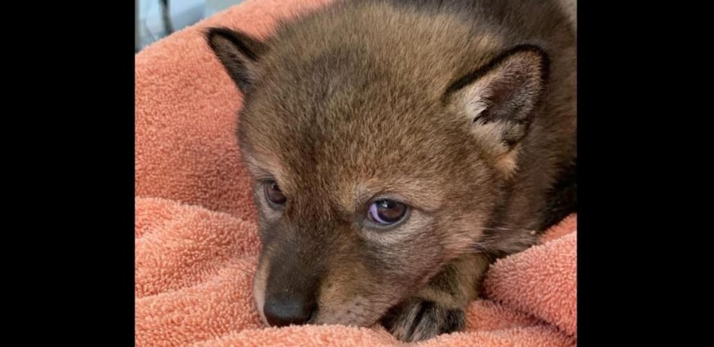 Une famille ramène un chiot abandonné à la maison... seulement pour découvrir qu'il s'agissait d'un animal différent – Thebuzzly