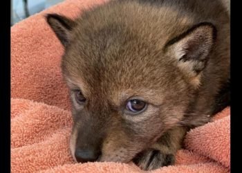 Cette famille pense recueillir un chiot... qui est en réalité un coyote
