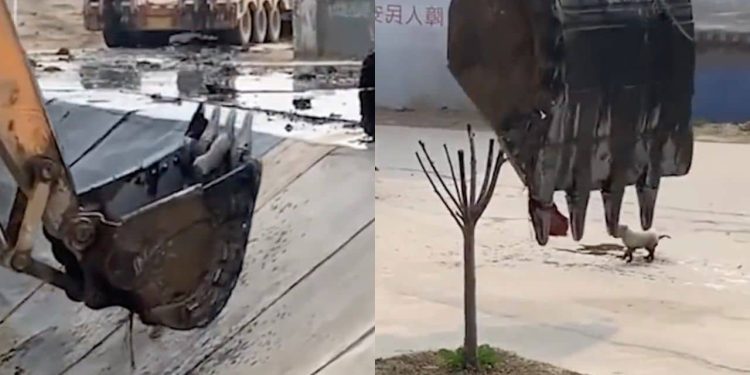 1671170767 Un Conducteur De Retrocaveuse Sauve Un Chiot Coince Video