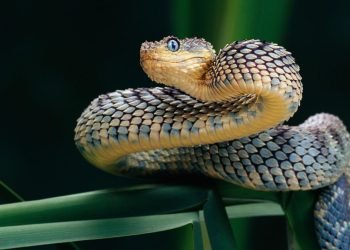 Les scientifiques ont finalement découvert le clitoris du serpent, et ils sont "très excités"