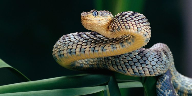 Les scientifiques ont finalement découvert le clitoris du serpent, et ils sont "très excités"