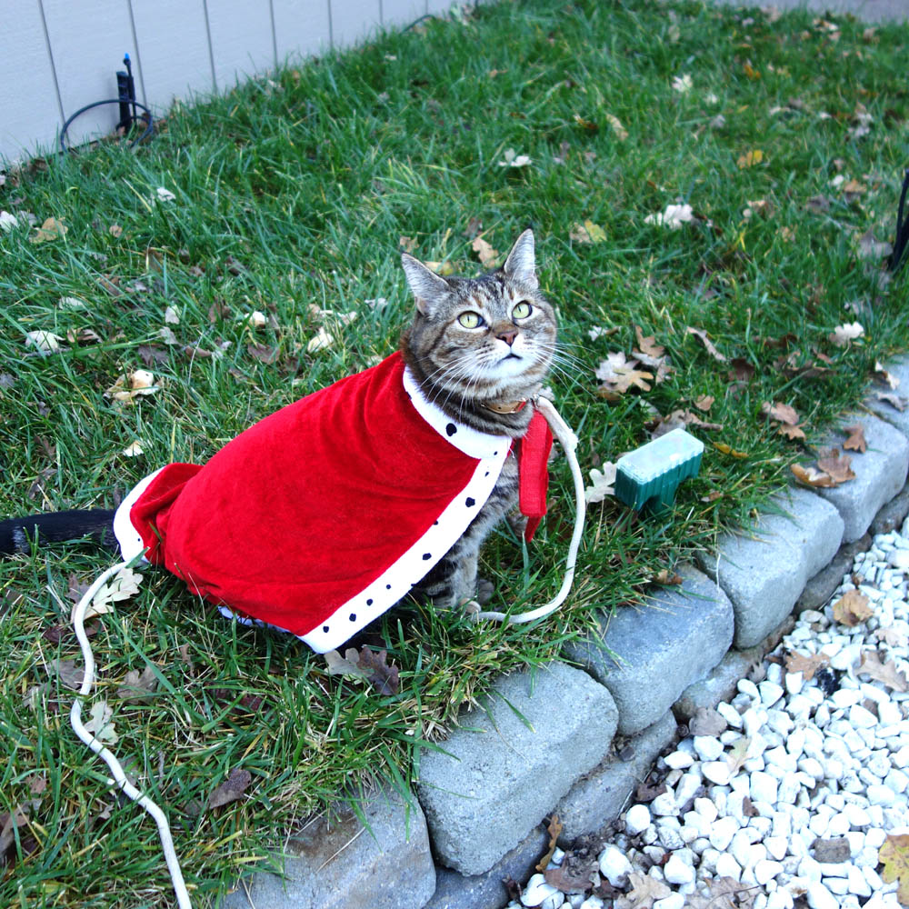 Dimanche avec des onglets le chat, mascotte de blog de maquillage et de beauté, Vol.  741