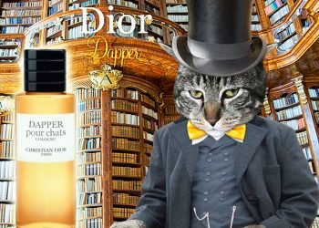 Dimanche avec des onglets le chat, mascotte de blog de maquillage et de beauté, Vol.  741