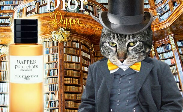 1671458817 Dimanche Avec Des Onglets Le Chat Mascotte De Blog De