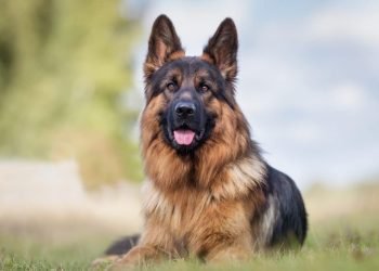 Ce chien disparait depuis un an, il est retrouvé à 2500 km de chez lui