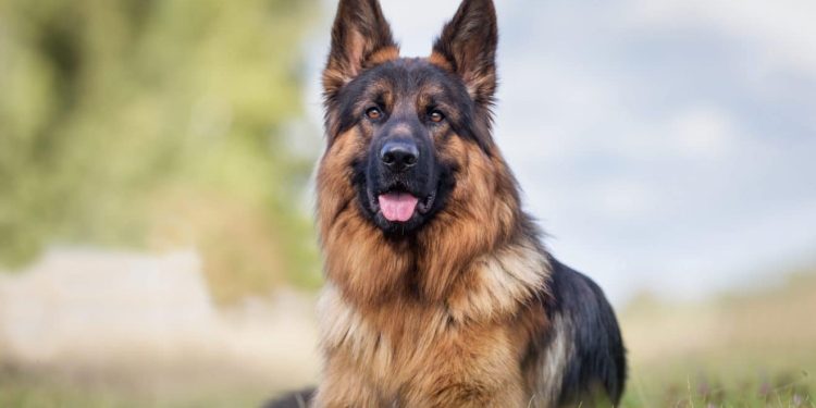 Ce chien disparait depuis un an, il est retrouvé à 2500 km de chez lui