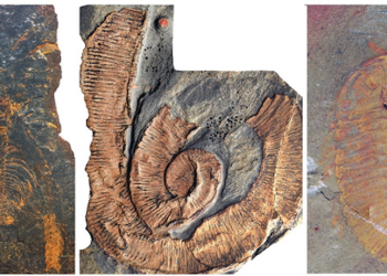 Des arthropodes de 7 pieds de long commandaient la mer il y a 470 millions d'années, montrent des fossiles "exquis"
