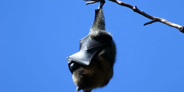 1672185629 Quand Les Temperatures Glaciales Font Tomber Les Animaux Des Arbres