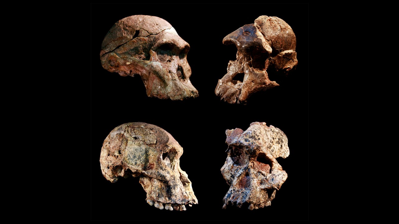 Quatre crânes d'Australopithecus différents qui ont été trouvés dans les grottes de Sterkfontein, en Afrique du Sud.  Elles sont assez anciennes et très usées.