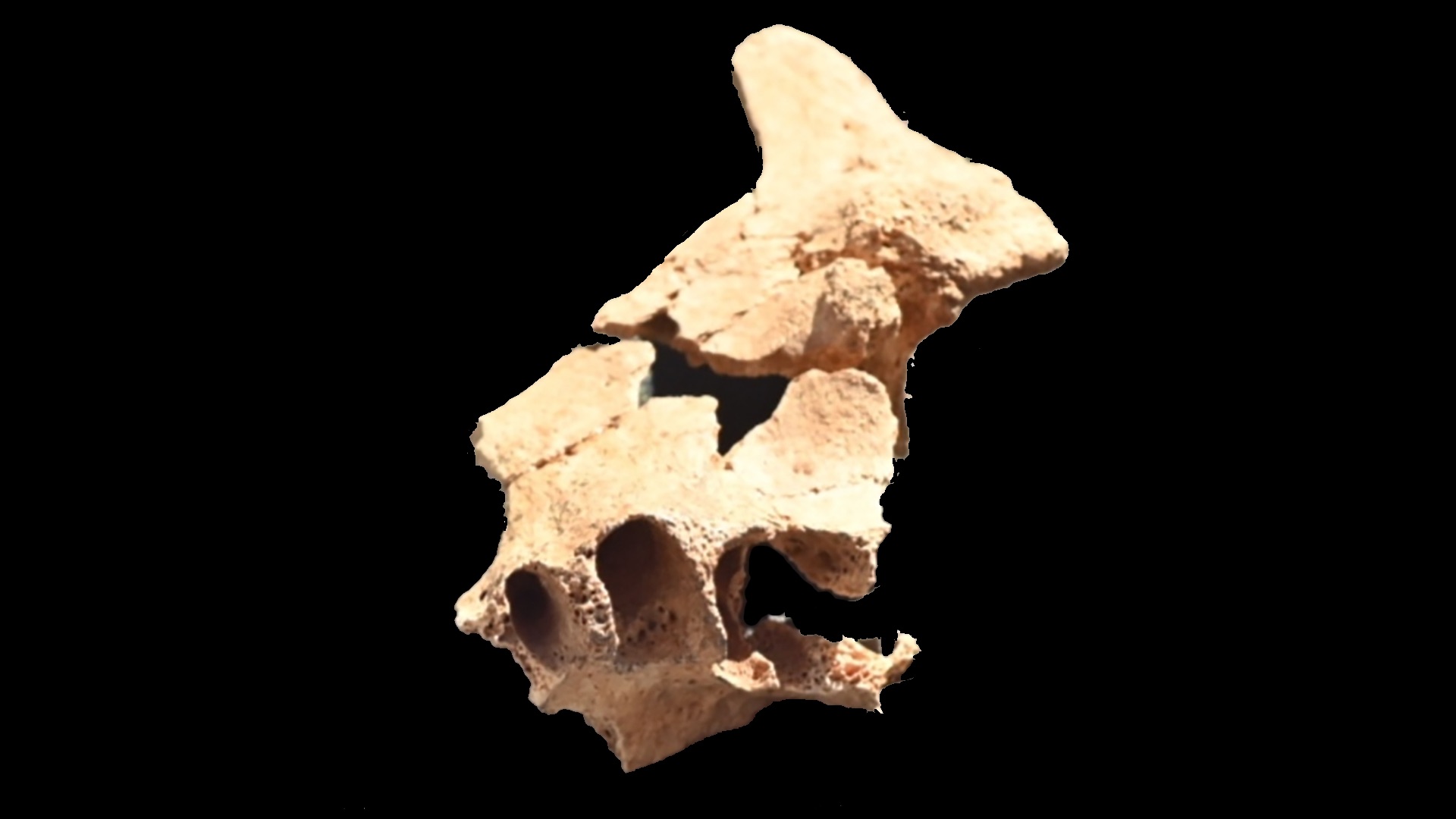 Cette mâchoire vieille de 1,4 million d'années a été découverte en Espagne.
