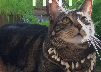 Blog maquillage et beauté Sondage du lundi, Vol.  761