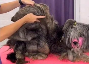 Ce chien avait bien besoin d'un toilettage : il est méconnaissable (vidéo)