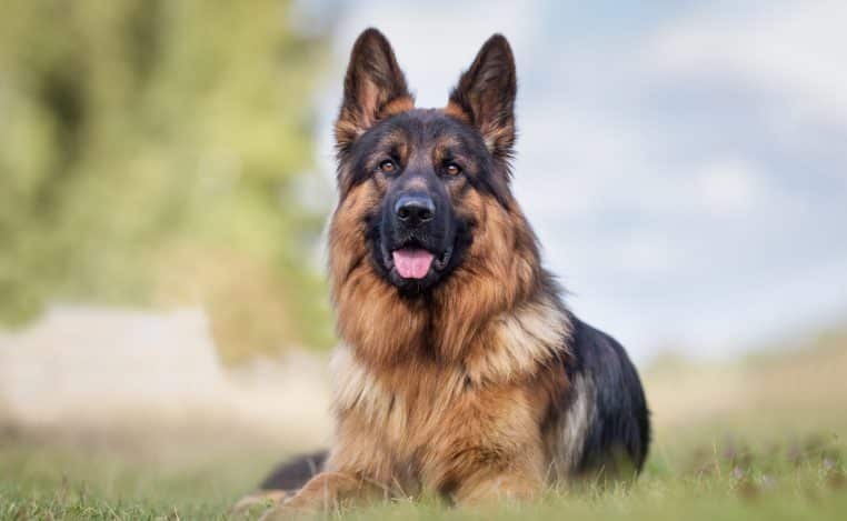 chien berger allemand usa disparition